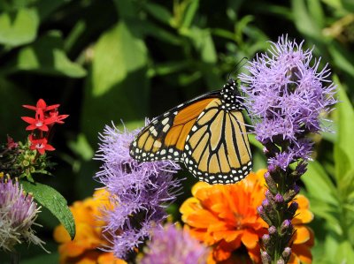 A Moth & A Few Butterflies