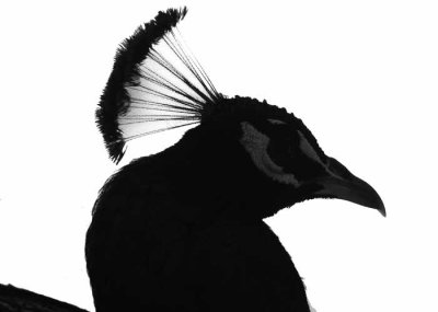 The Peacock