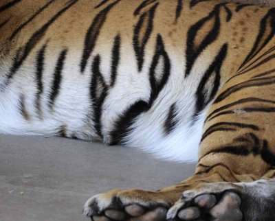 Resting Tiger