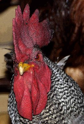 King of the Roost