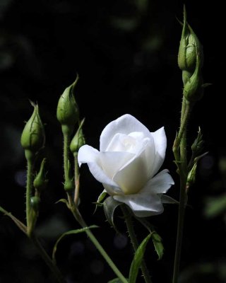 April's Rose