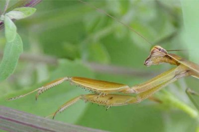 Those Bugs