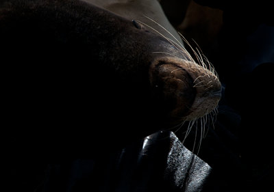 California Sea Lions