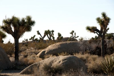 Joshua Tree National Park