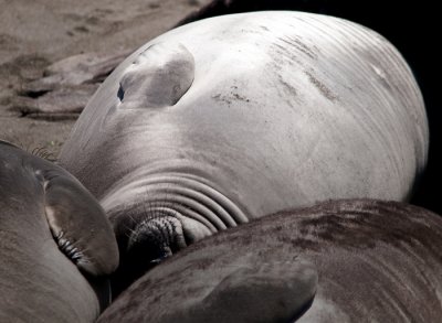  Elephant Seals of Piedras Blancas