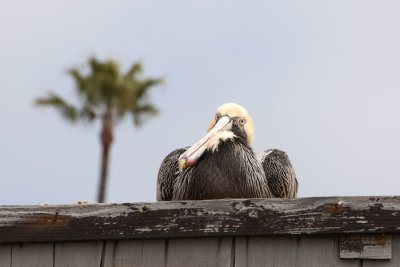 The Brown Pelican