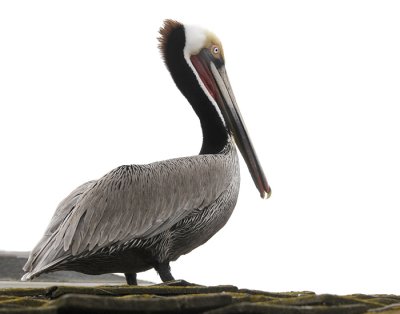 The Brown Pelican