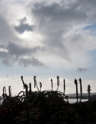 Morning Light Over Monterey