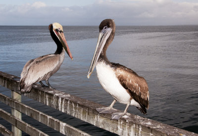 The Brown Pelican