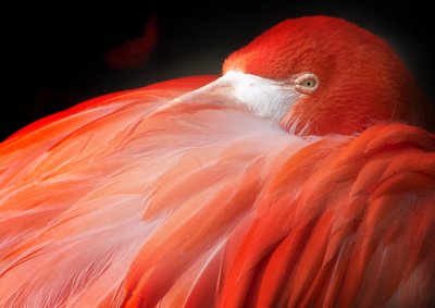 The Color of Flamingos