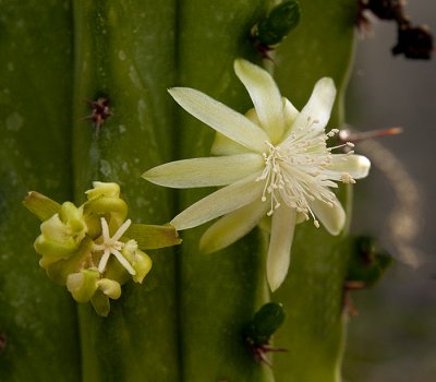 Succulents, Cactus & Other Spiny Plants