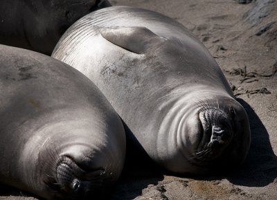  Elephant Seals of Piedras Blancas