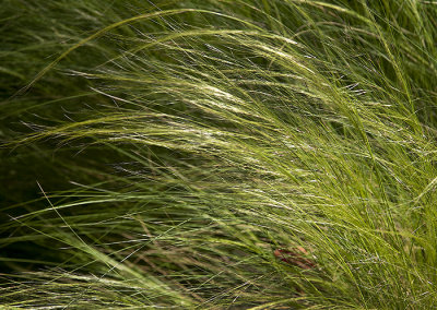 Bending in the Wind