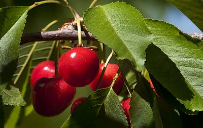 Lady Cherry