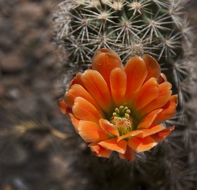 Succulents, Cactus & Other Spiny Plants