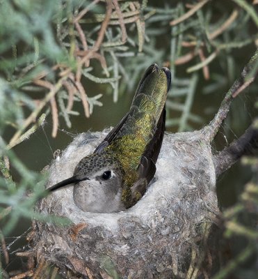 Black Chinned Hummingbird