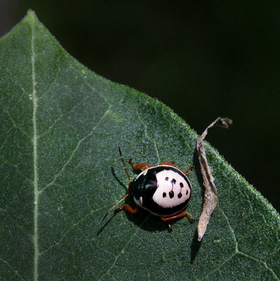 Those Bugs