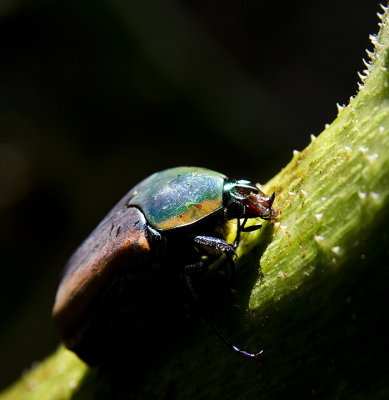 Those Bugs
