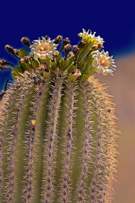 Saguaro Blossoms #3