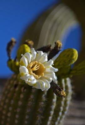 Saguaro Blossoms #2