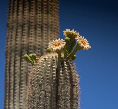 Saguaro Blossoms #4