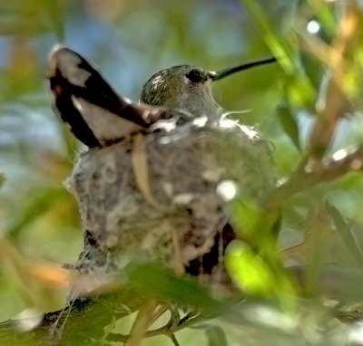 Mother on Her Nest