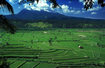 Rice Fields under Volcano