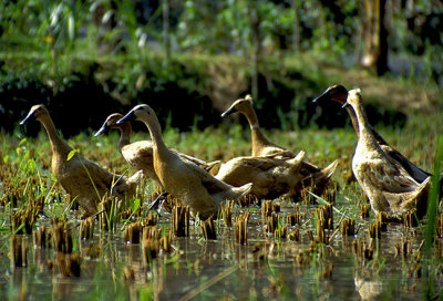 Ducks on a Rice Terrace