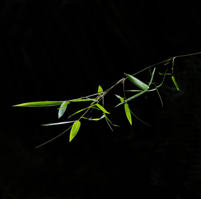 Rain Forest Detail, Bamboo