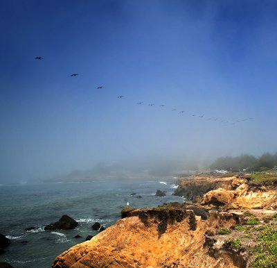 Pelicans Over Moonstone Beach