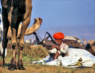 Camel Tender
