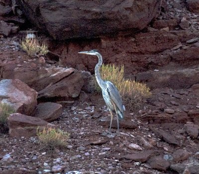 Great Blue Heron