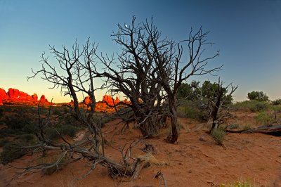 Juniper pine & Moon at Sunset