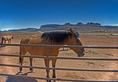 Corral near the Canyonlands entrance