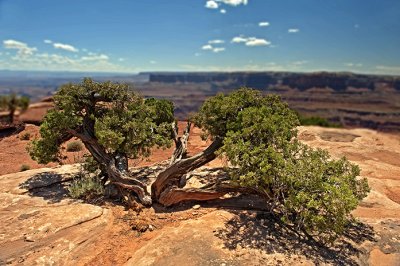 Juniper pine at Dead Horse Mesa Overlook