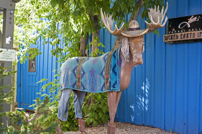 Loosey the Moose