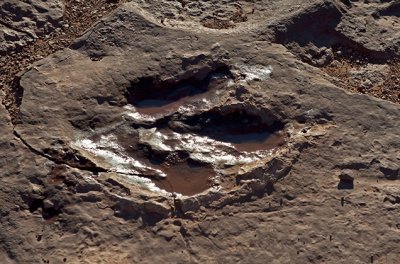 Dinosaur Tracks