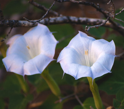 Beautiful but toxic sacred datura flowers 