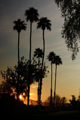 Palm Springs Evening