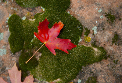 Maple leaf on mossy rock