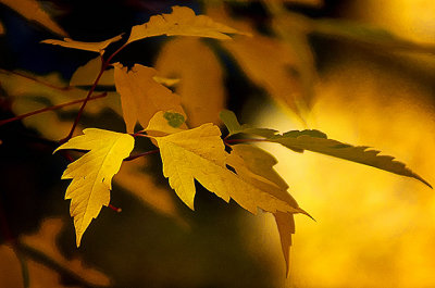 Autumn turns to Gold