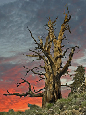 Ancient Bristlecone pine