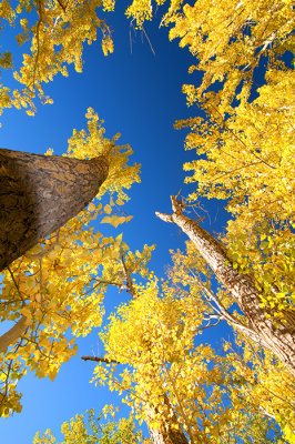 Sierras in Fall Colors