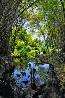 Bamboo Rainforest 
