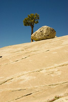 Tree on the Rocks
