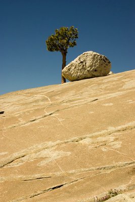 Pine on the Rocks