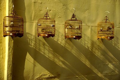Bird Cage Market