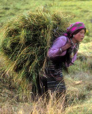 Young Woman Working Barley Harvest