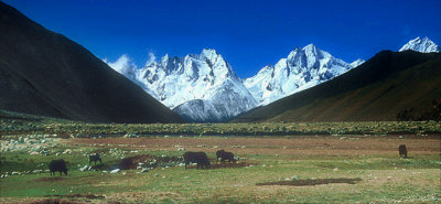 Yaks in the Himalayan Frontier