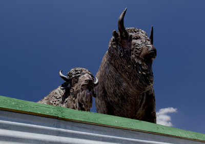 American Bison on a Roof
